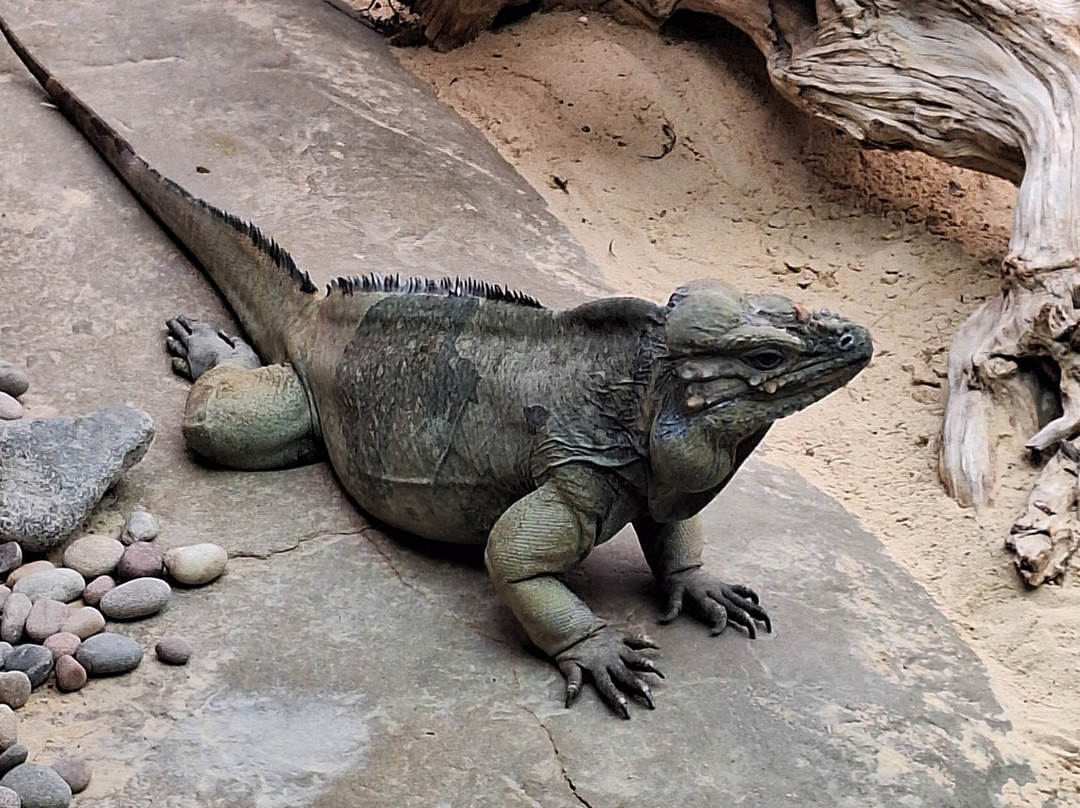 Colchester Zoo-科尔切斯特必去景点