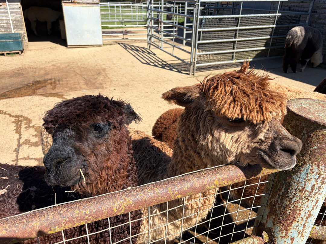 Alpaca Walking - With Spring Farm Alpacas-Fletching必去景点