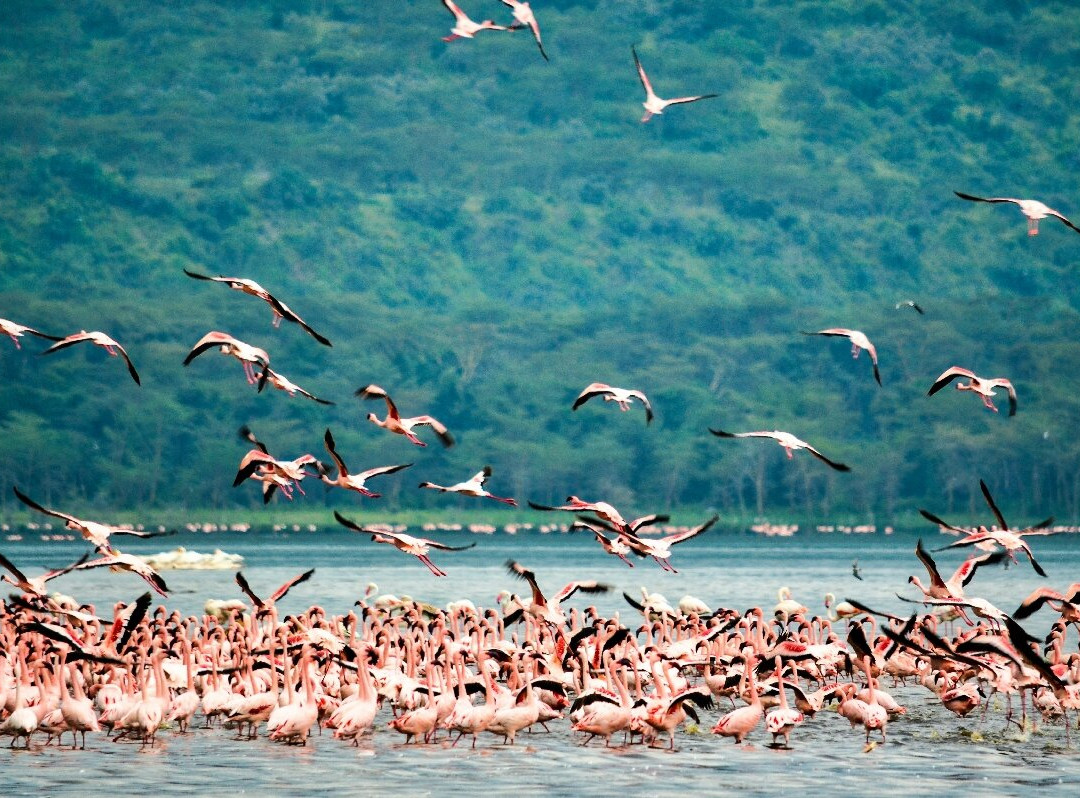 Lake Manyara-Lake Manyara National Park必去景点