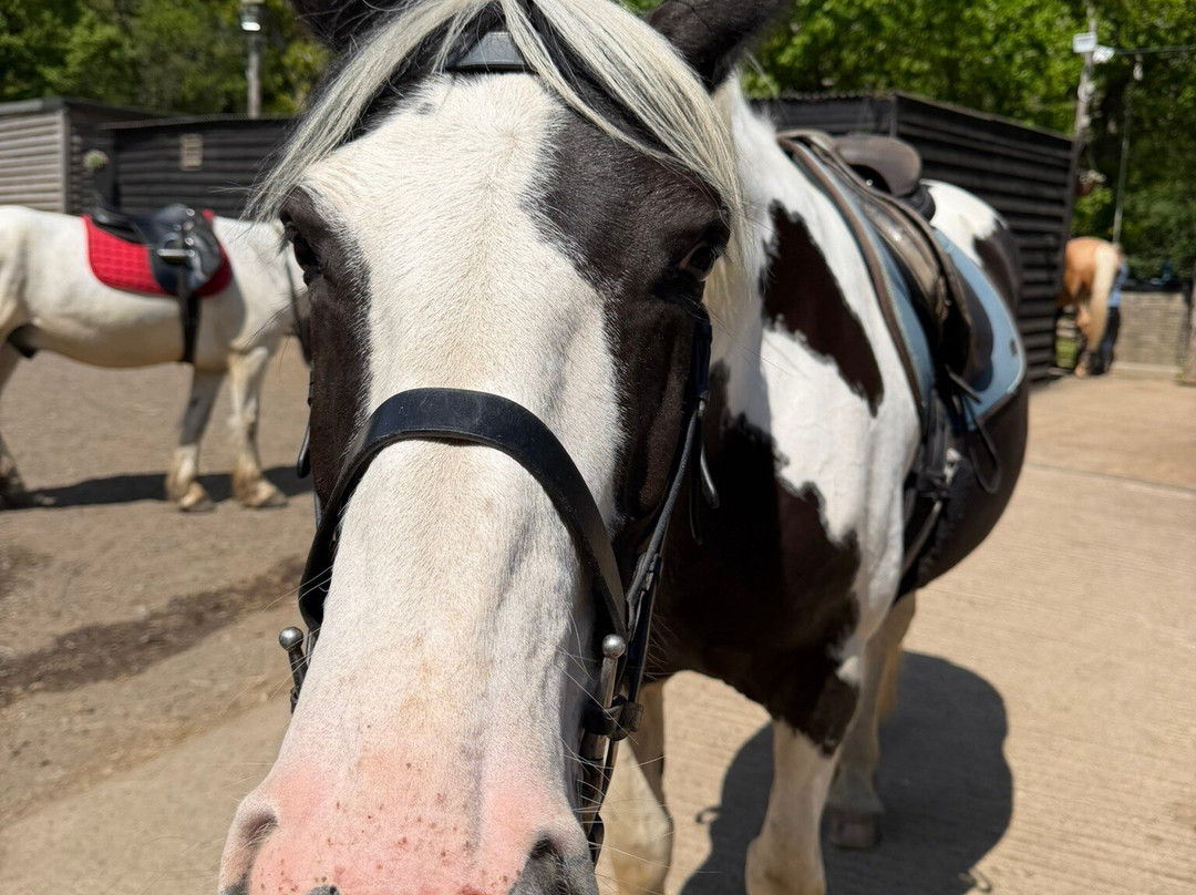 Polegate Equestrian Centre-Polegate必去景点