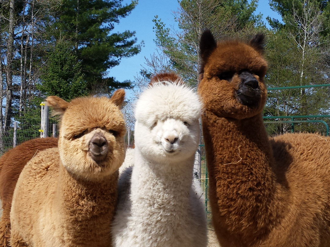 Northern Solstice Alpaca Farm-Unity必去景点