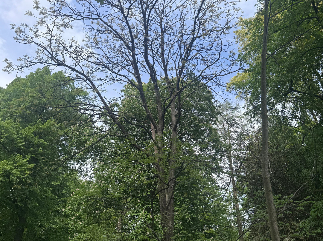 Botanical Garden Arboretum Oudenbosch-Oudenbosch必去景点