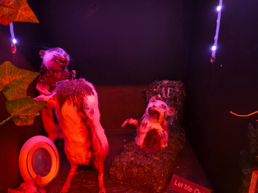 The Museum Of Curiosities-诺丁汉必去景点