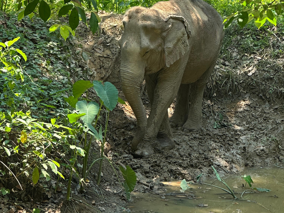 Boon Lott's Elephant Sanctuary-素可泰必去景点