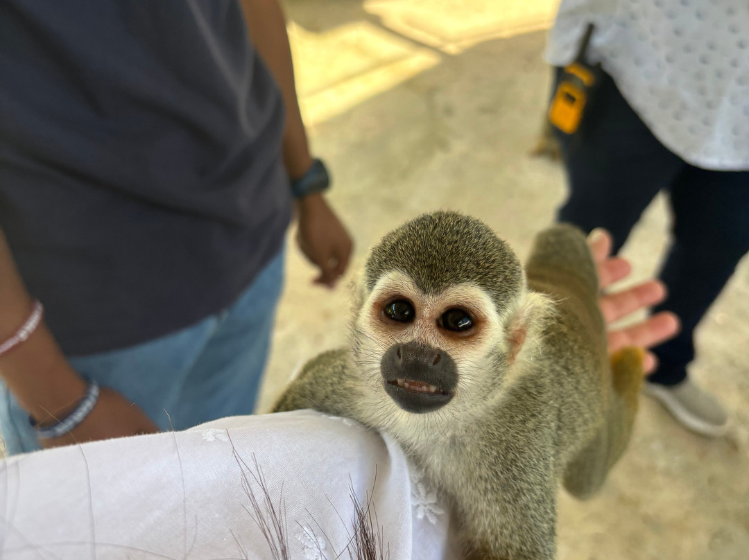 Monkey Home Puerto Plata-普拉塔港必去景点