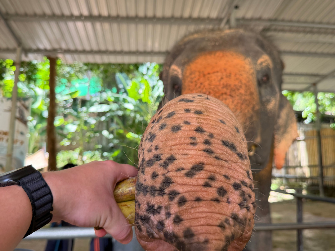 Phuket Elephant Care-奈通必去景点