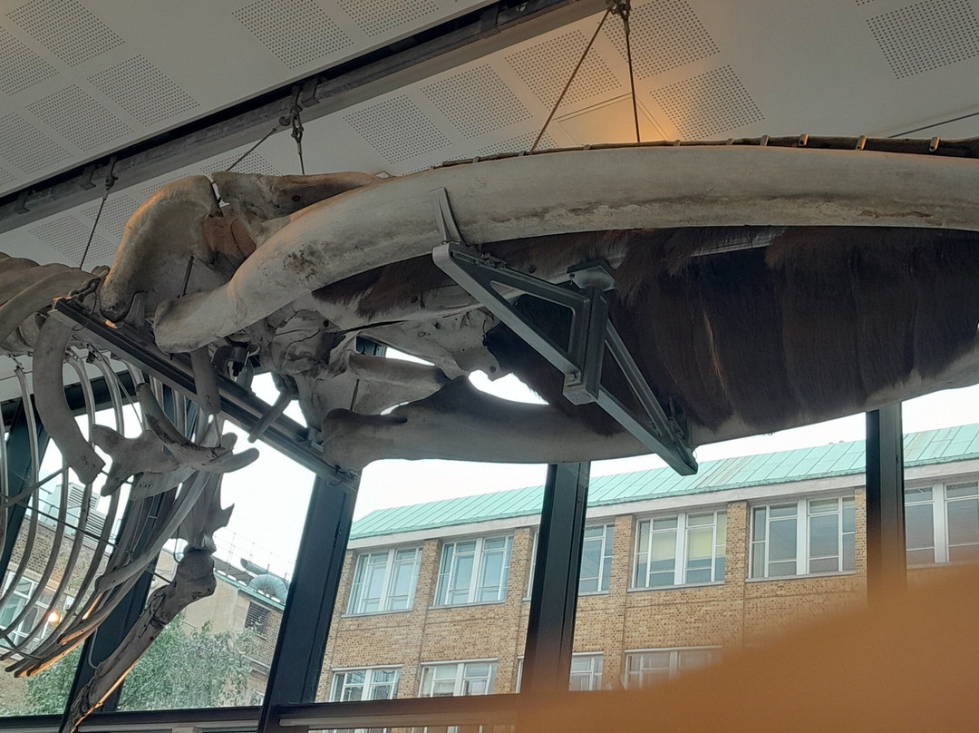 University Museum of Zoology-剑桥必去景点