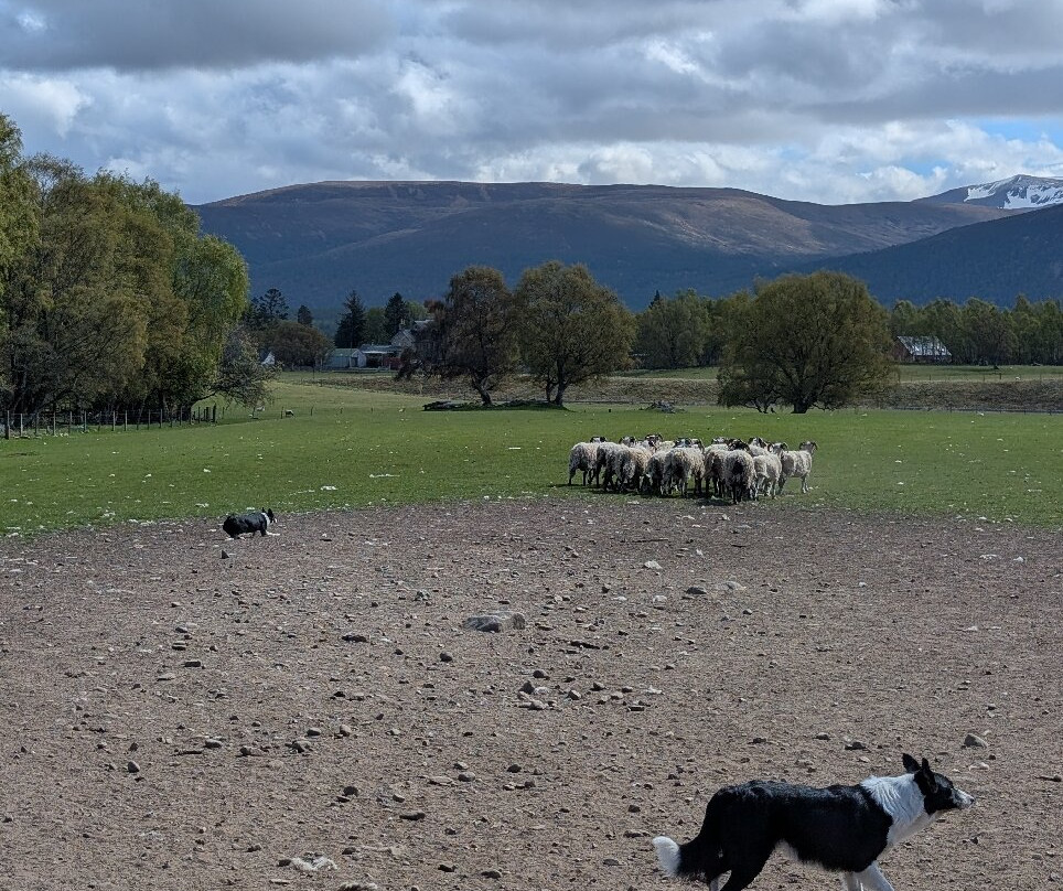 Working Sheepdogs-Kincraig必去景点