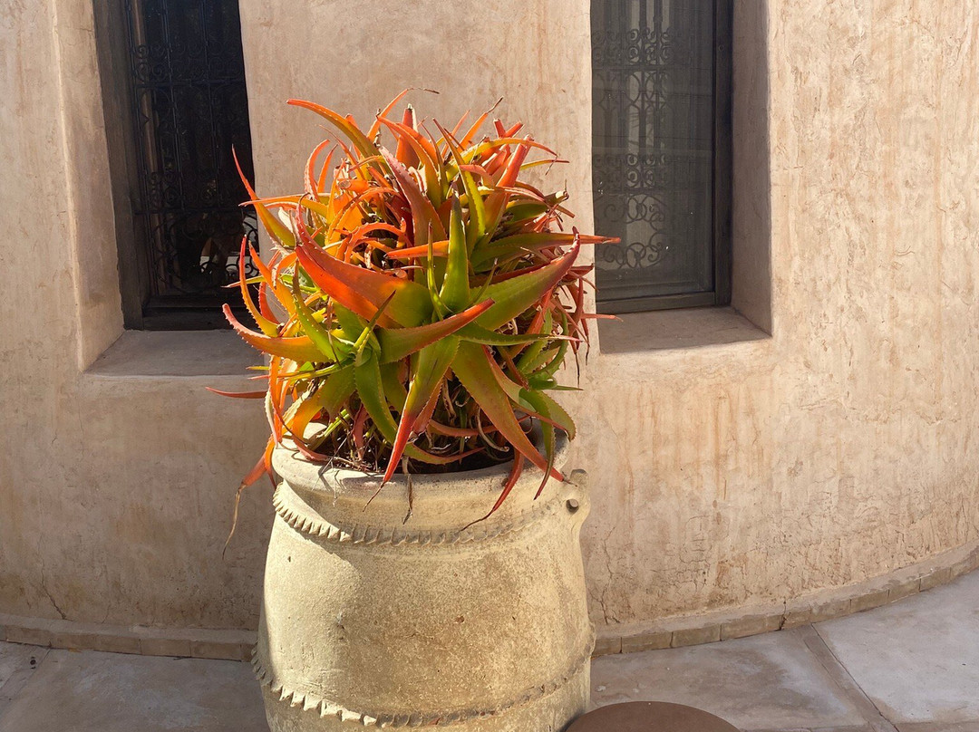 Les Jardins de Villa Maroc主图