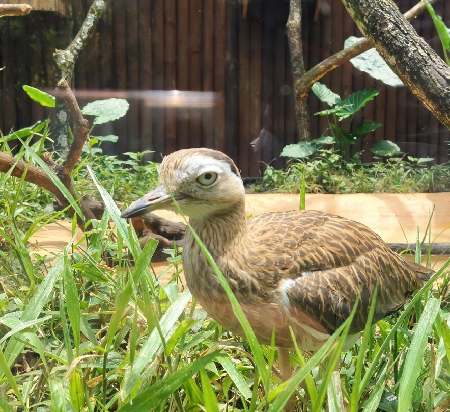 Zoologico de Cali-卡利必去景点