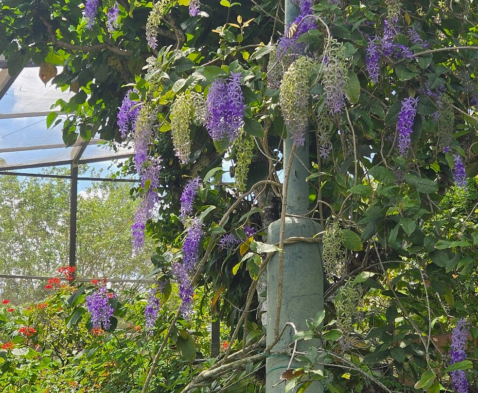 Butterfly World-Coconut Creek必去景点