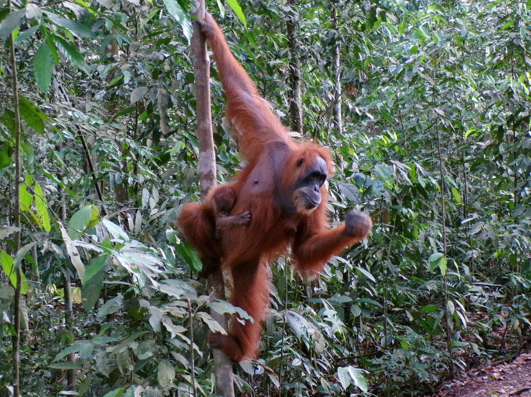 Sumatra Orangutan Tour-棉兰必去景点