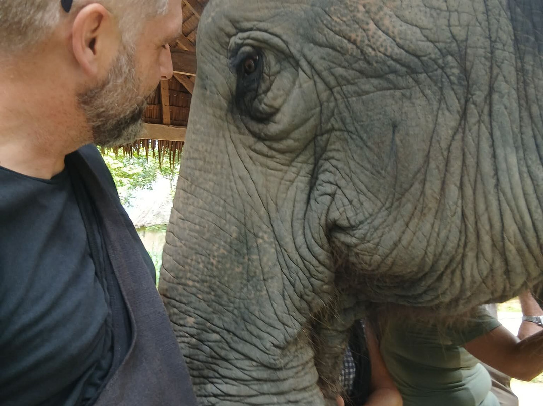 Phangan Elephant Sanctuary-帕岸岛必去景点