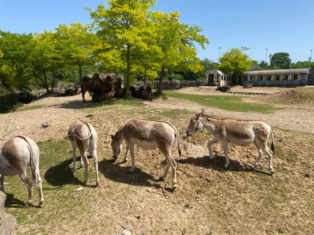 Wildlands Adventure Zoo Emmen-Emmen必去景点