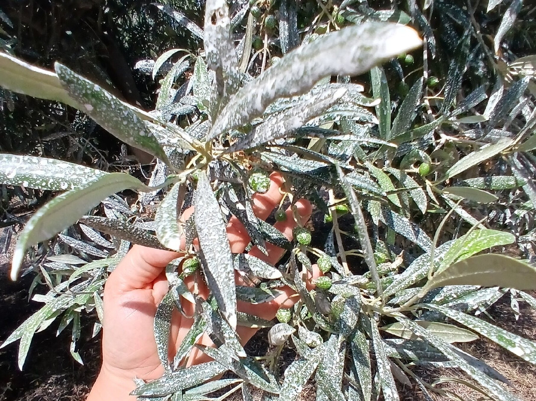 Monterosa Olive Oil Farm-Moncarapacho必去景点
