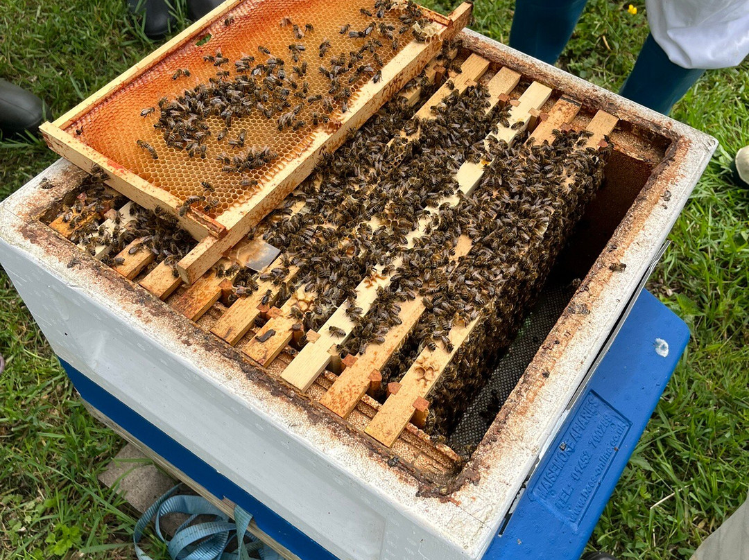 The Bee Centre-乔利必去景点