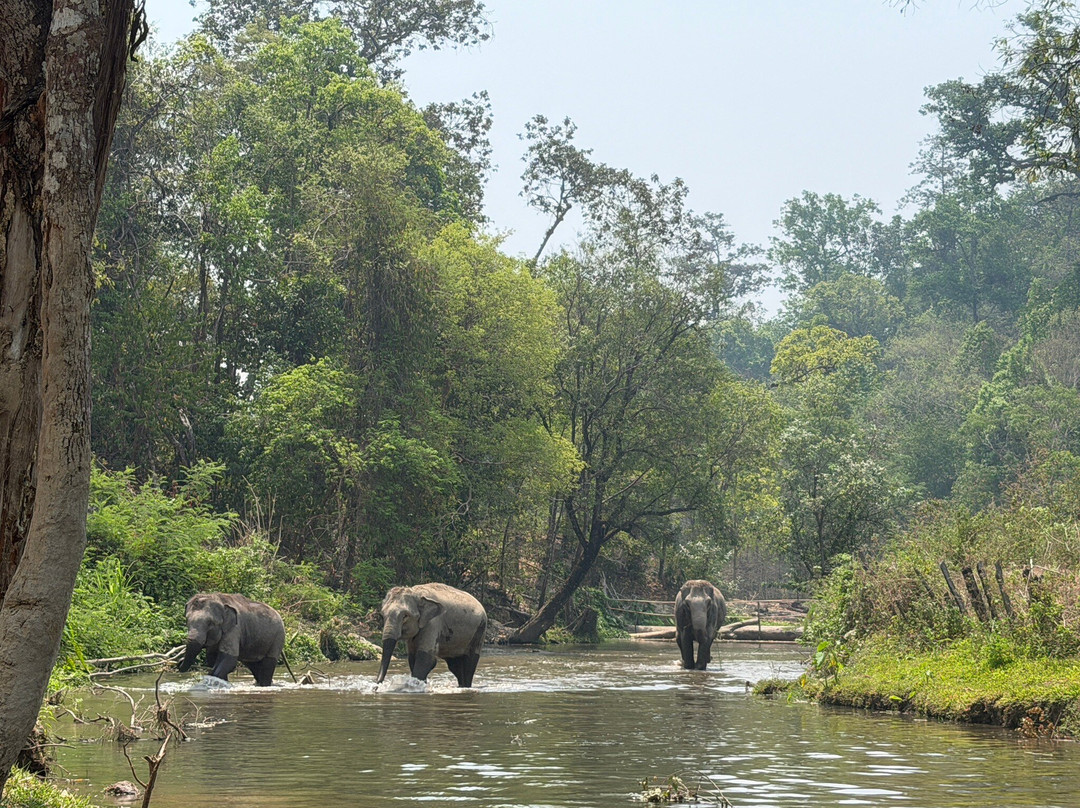 Pon Elephant Thailand