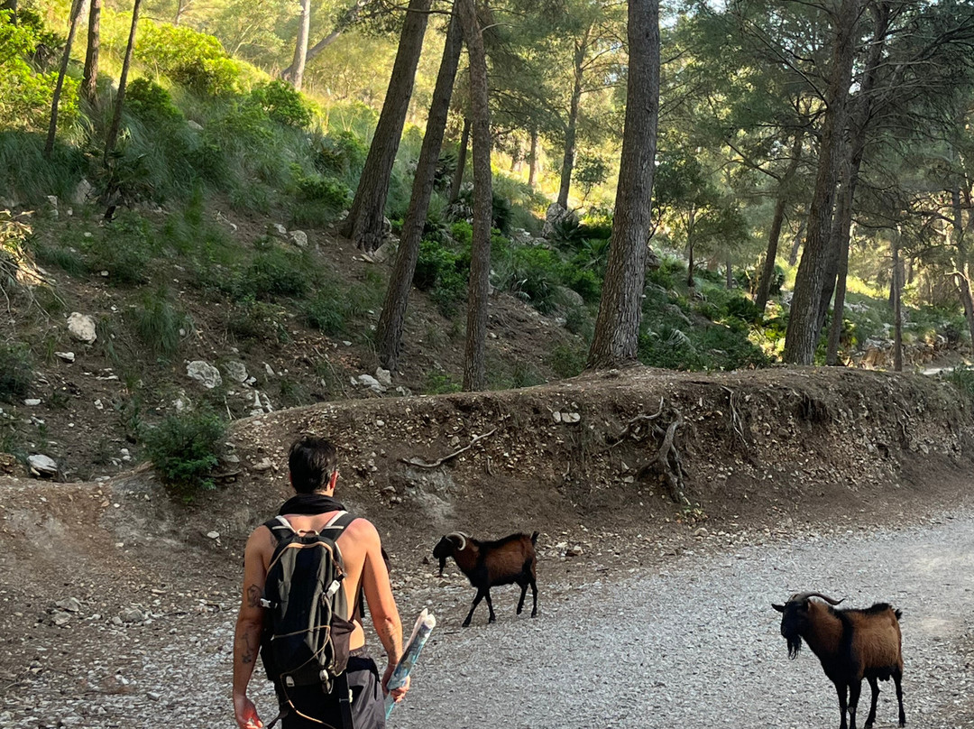 Platja Des Coll Baix-阿库迪亚必去景点