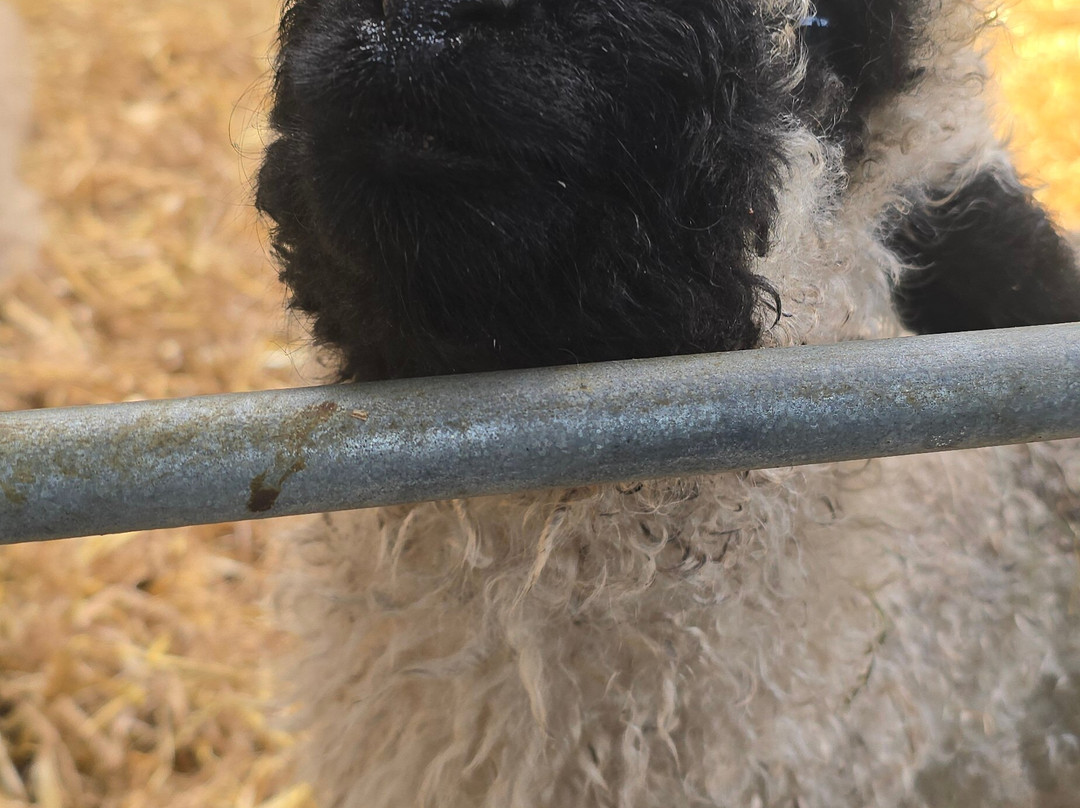 Dream Acres Alpacas-Matheson必去景点