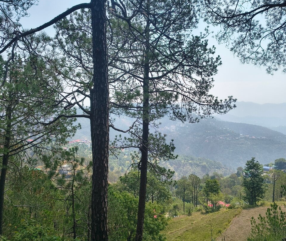 Kasauli Nature Walks With Vanita-Kasauli必去景点