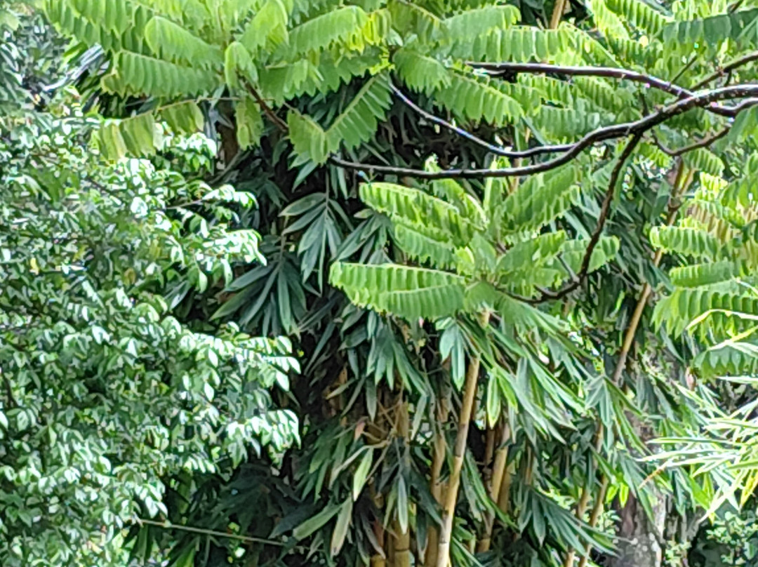 Kerala Holidays-柯钦必去景点