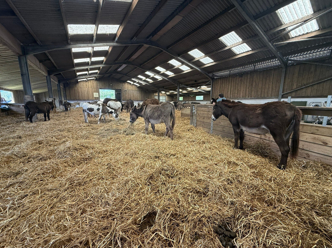 The Flicka Foundation - Donkey Sanctuary-Penryn必去景点