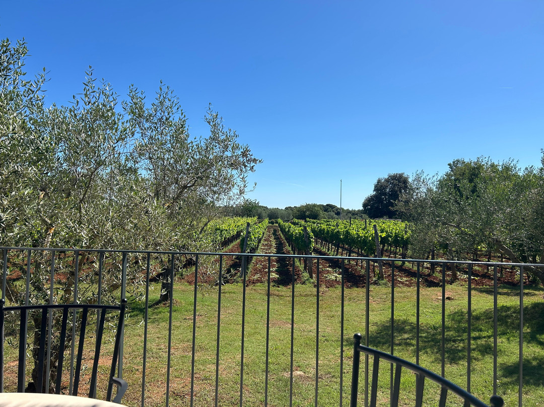 Mare Wines & Olive Oil-罗维尼必去景点