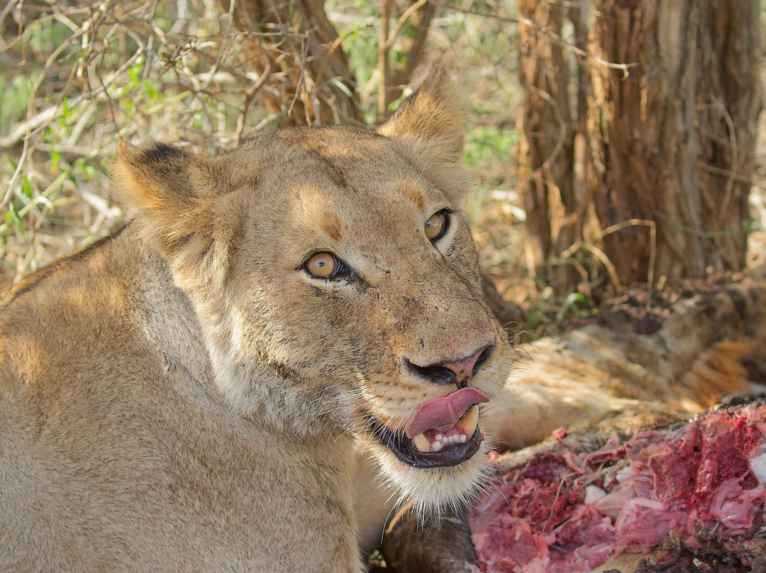 Kruger National Park-尼斯普鲁特必去景点