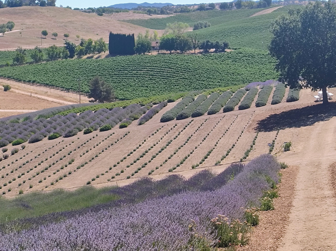 Hambly Lavender Farm-帕索罗布尔斯必去景点