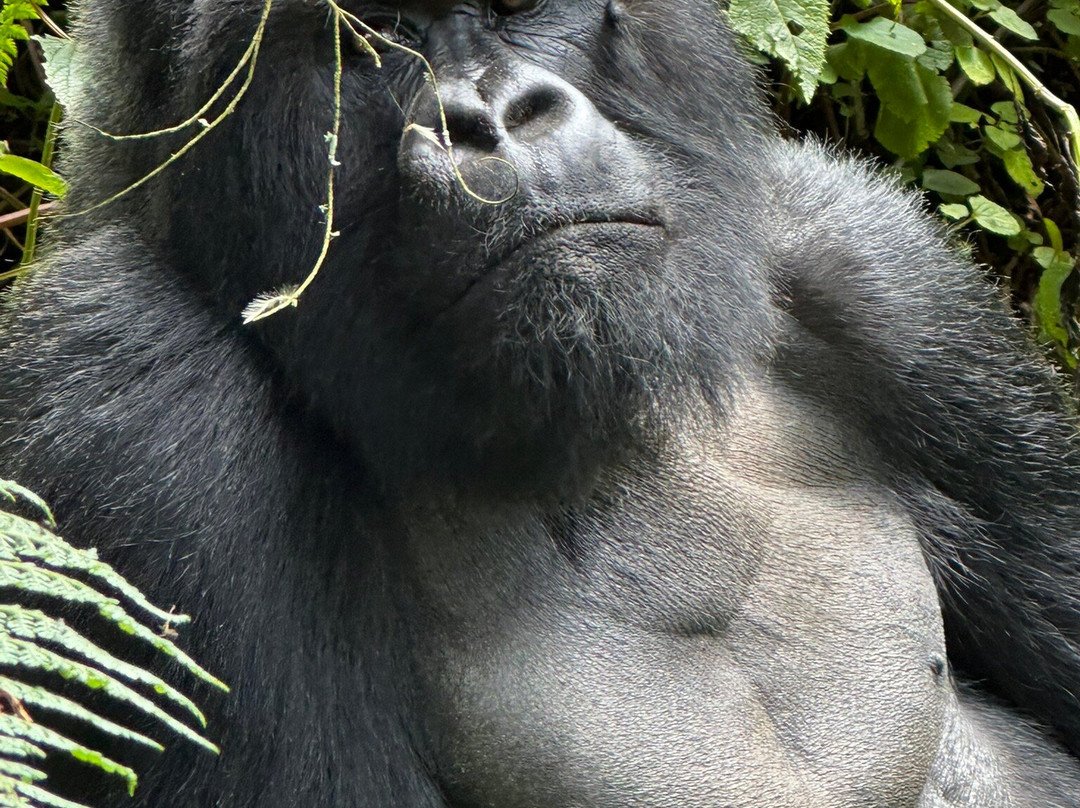 Gorilla Trek Africa-吉佳利必去景点
