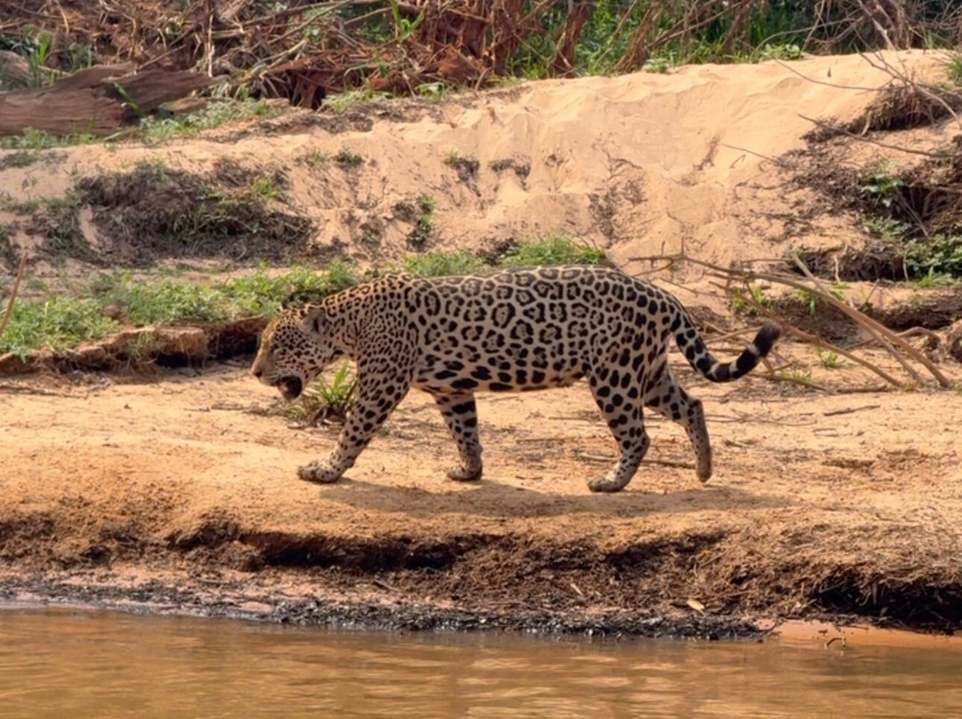 Wetland Jaguar Experience-波科内必去景点