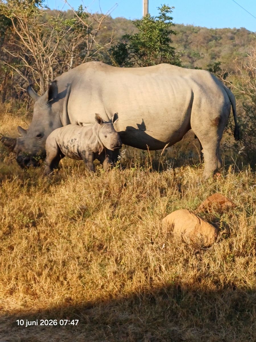 Sebatana Private Reserve-旅行者