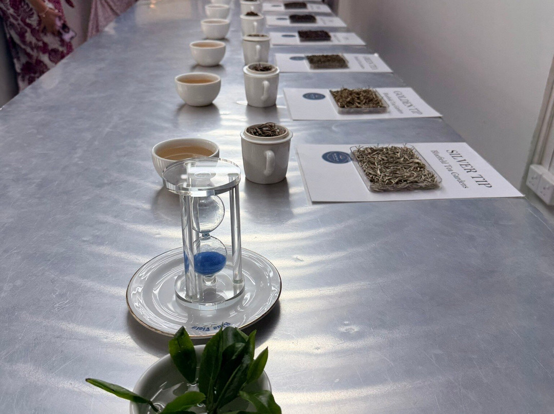 蓝田茶园-奴娃拉伊利雅必去景点