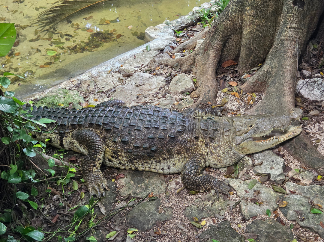 Croco Cun Zoo-从莫雷洛斯港必去景点