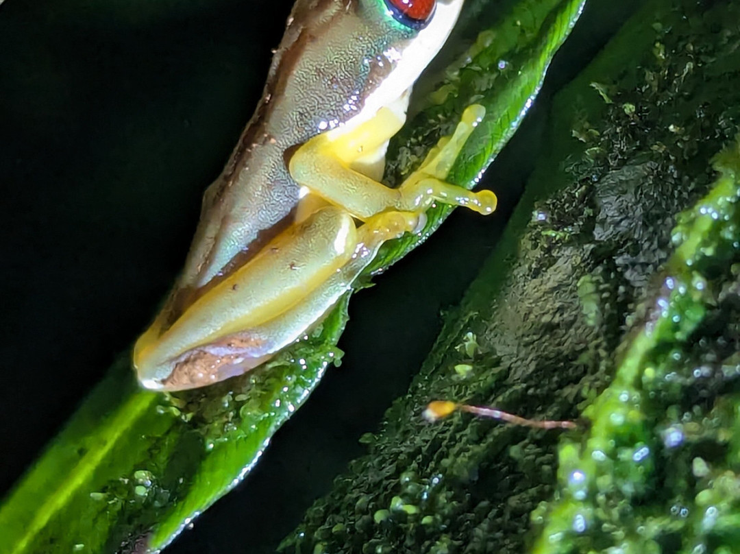 Jungle Life Costa Rica-Bijagua de Upala必去景点