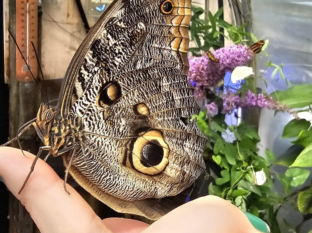 Magic of Life Butterfly House-Cwmbrwyno必去景点