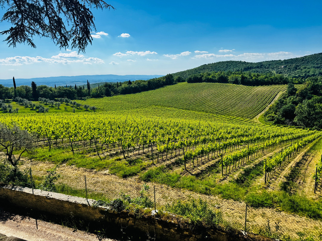 Bindi Sergardi Estates & Vineyards-Vagliagli必去景点