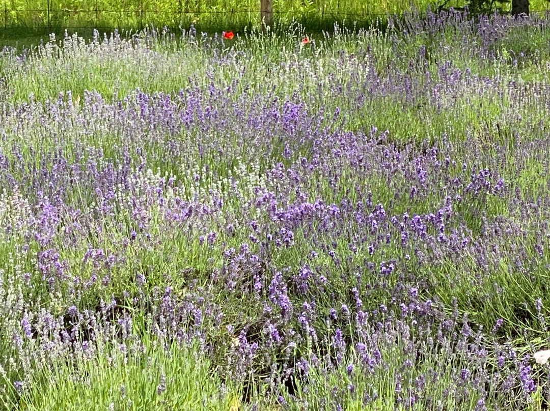 Sparta Lavender Farm-Sparta必去景点