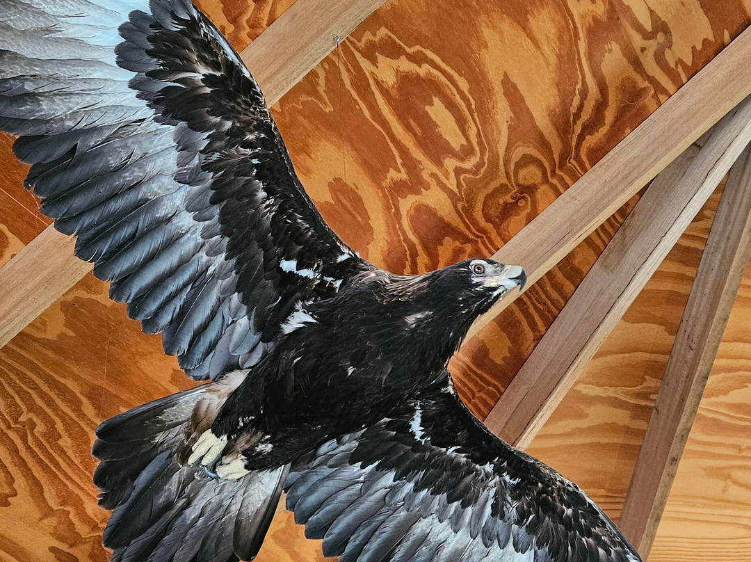 Raptor Refuge-Kettering必去景点