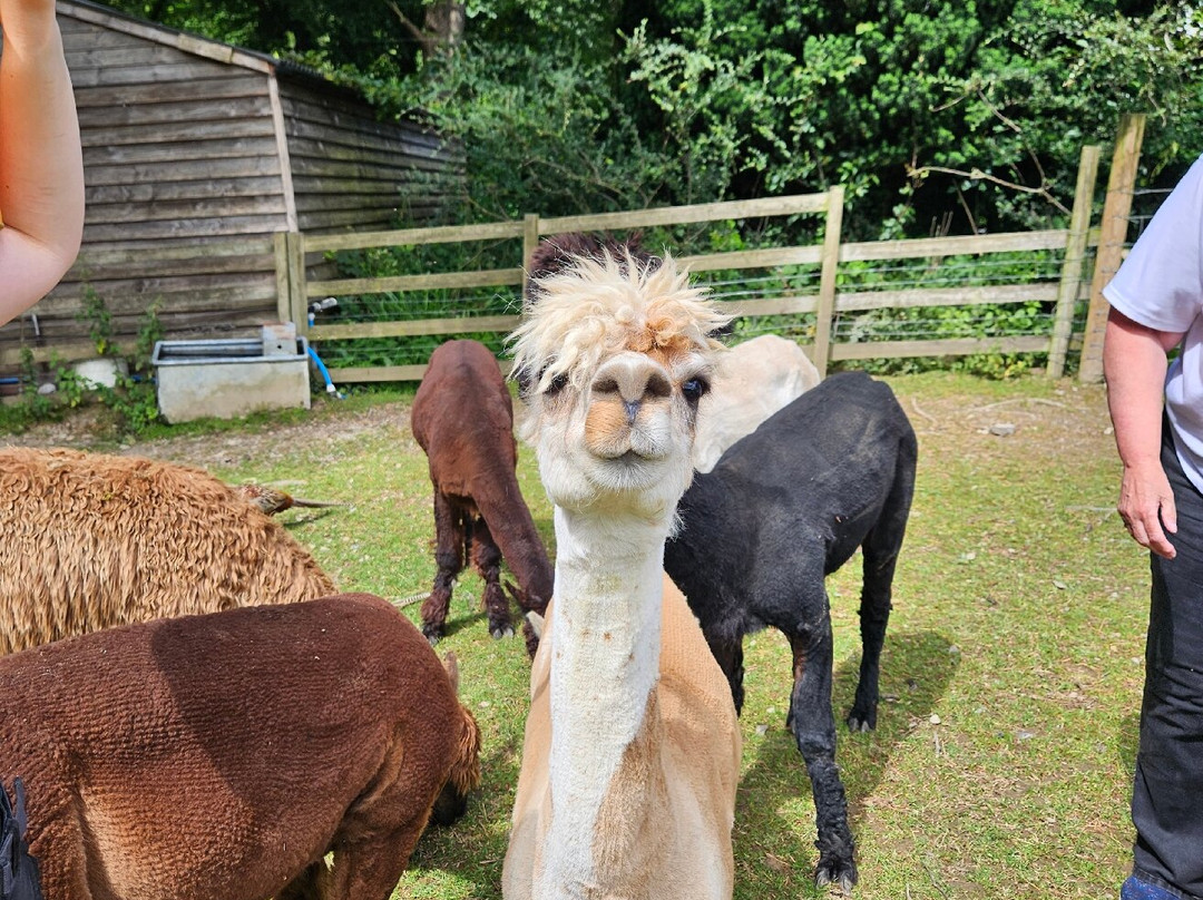 Alpacaly Ever After-Portinscale必去景点