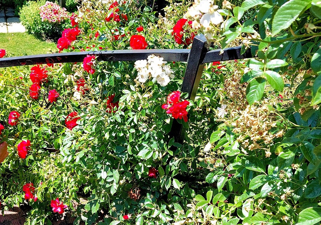 Peter Beales Roses-Attleborough必去景点