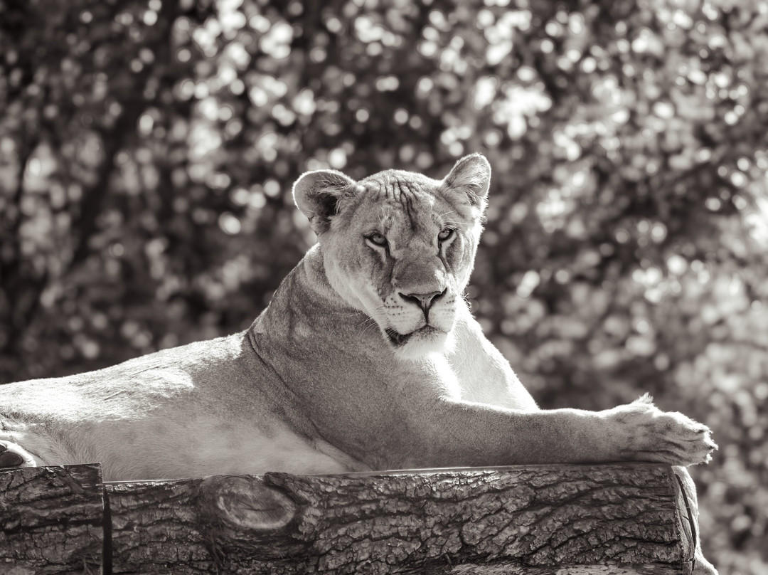 The Big Cat Sanctuary-Smarden必去景点