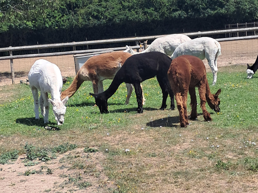 Woodland View Alpacas-Birchington必去景点