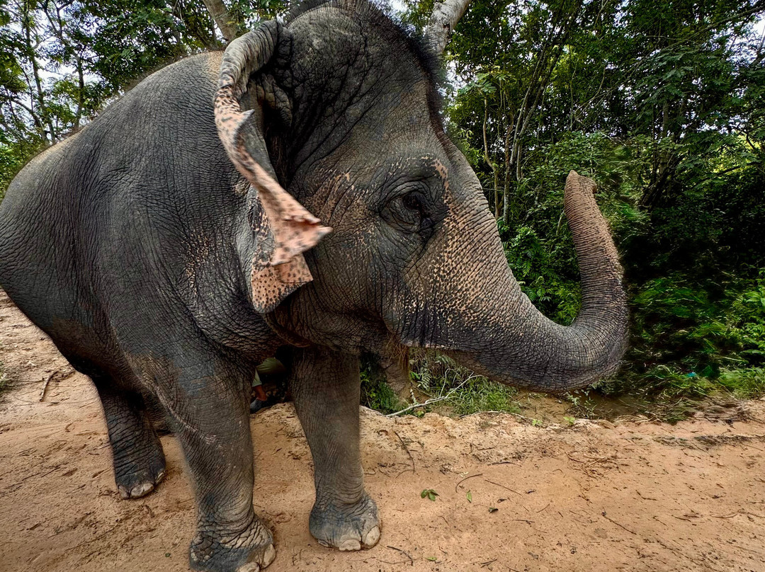 Kulen Elephant Forest-暹粒必去景点