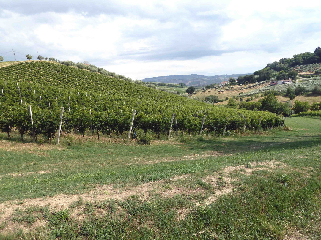 Vini La Quercia