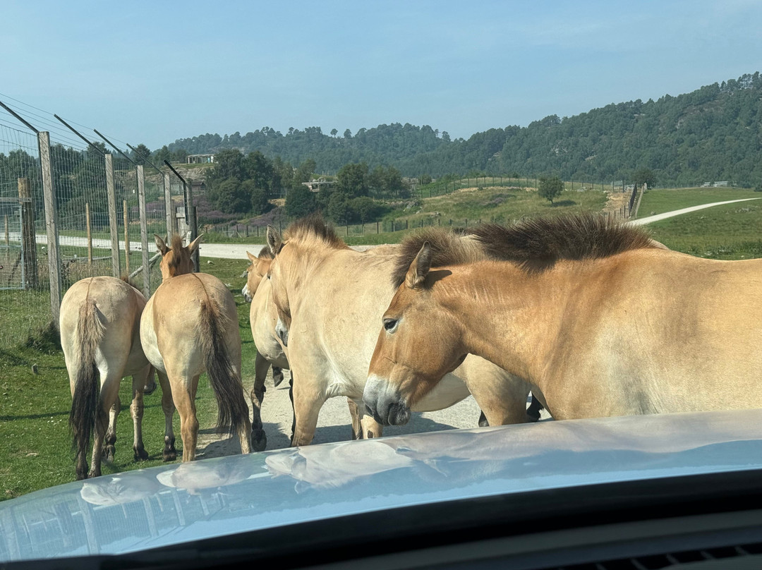 Highland Wildlife Park-Kincraig必去景点