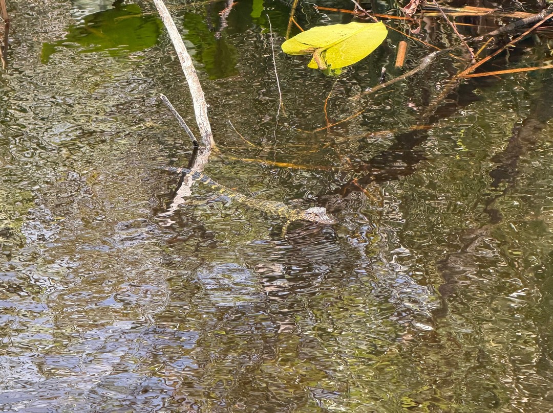Everglades Swamp Tours-Everglades Wildlife Management Area必去景点