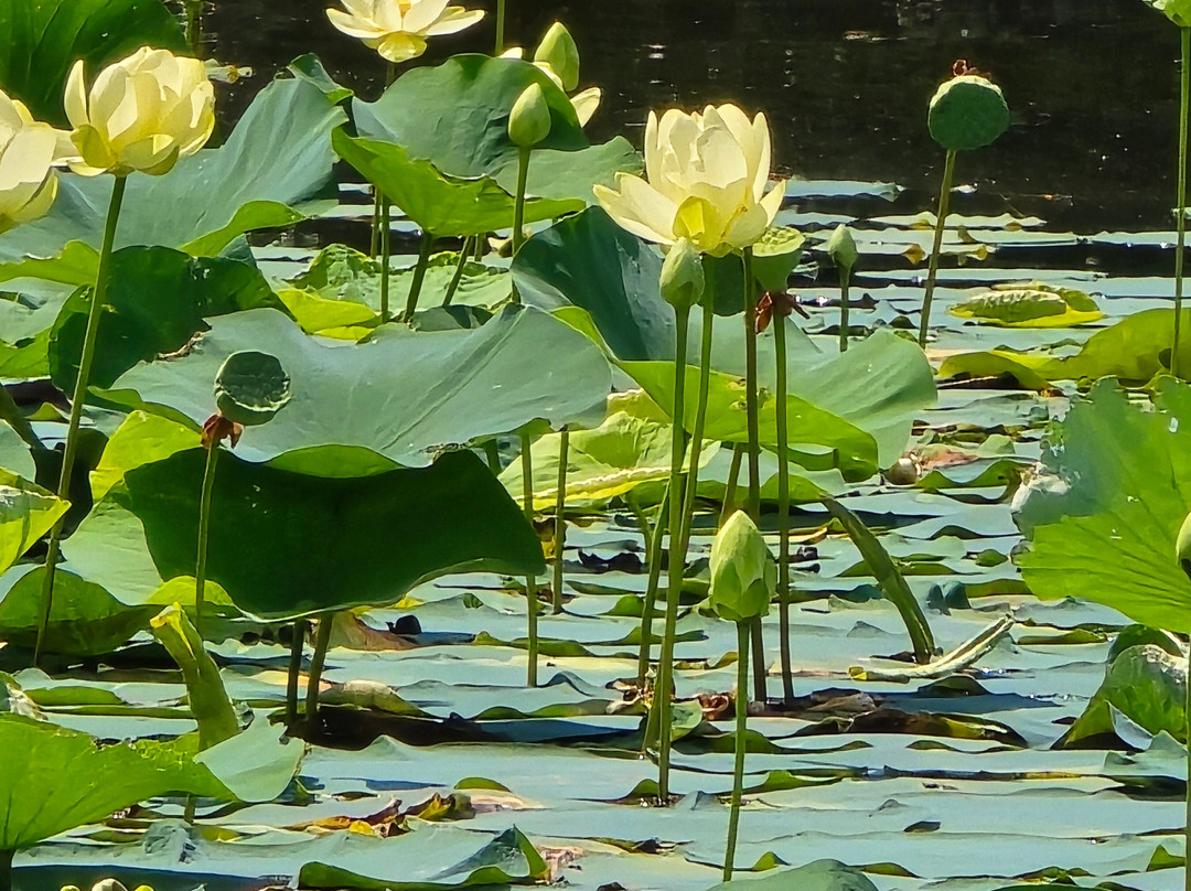 Lake Logan Marina-洛根必去景点