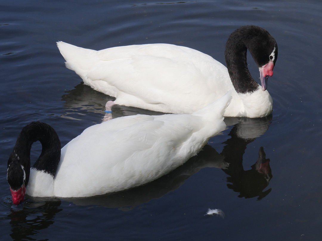 WWT Slimbridge Wetland Centre-Slimbridge必去景点