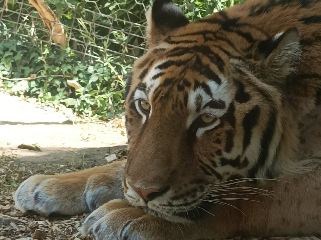 Espace Zoologique de Saint Martin la Plaine-Saint-Martin-la-Plaine必去景点
